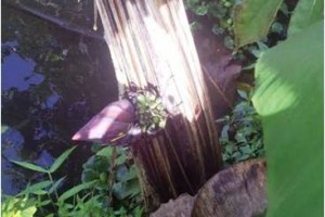 Unik, Pohon Pisang Berbuah Ditengah Batangnya